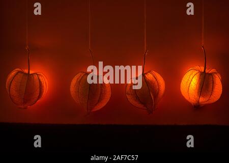Hanging physalis - un décor de rêve brillant orange. Contexte ou le thème de l'humeur d'automne Banque D'Images