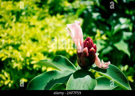 Cône rouge gingembre avec une fleur rose et feuilles vert foncé en face d'un jardin tropical au Brésil Banque D'Images