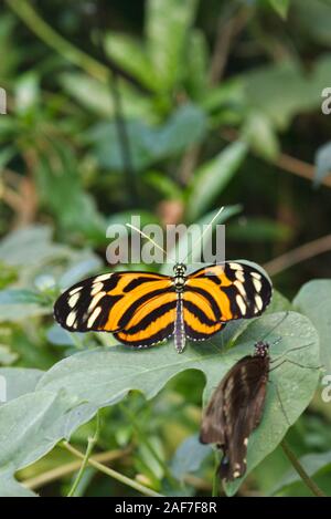 Rayures de tigre papillon longwing Banque D'Images