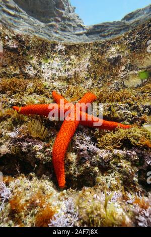 Une étoile de mer rouge en Méditerranée, Echinaster sepositus, sous l'eau sous la surface, mer Méditerranée, France Banque D'Images