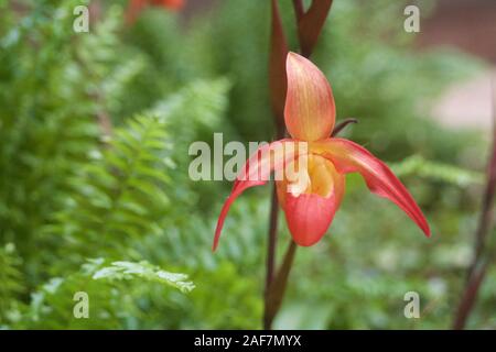 Orchidées exotiques sur un fond naturel. Banque D'Images