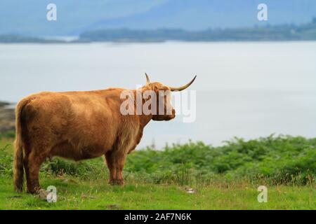 Highland Cow looking out sur le Loch Ba, Isle of Mull, Scotland Banque D'Images