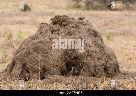 La Tanzanie. Parc national de Tarangire, Termitière, avec des mangoustes naines, ou des mangoustes pygmée (Helogale parvula), sur le dessus. Banque D'Images