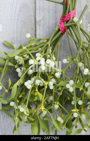 Le Viscum album. Un tas de petits fruits avec le gui accroché sur barrière en bois en décembre. UK Banque D'Images