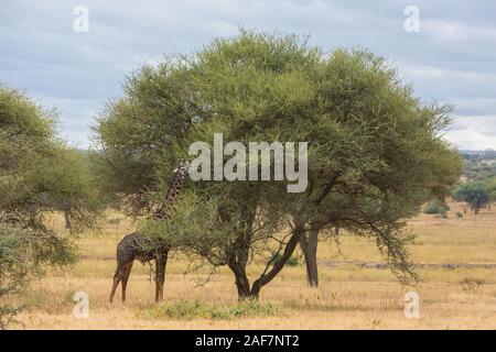 La Tanzanie. Parc national de Tarangire. Maasai Girafe (Giraffa camelopardalis tippelskirchi) manger un Acacia. Banque D'Images