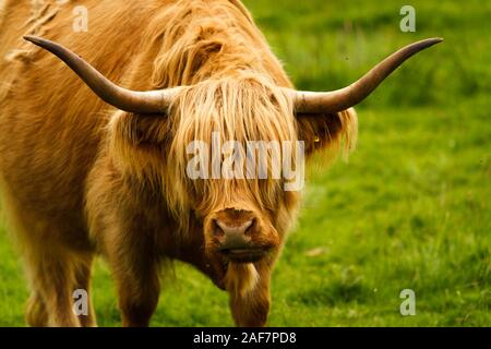 Highland cattle avec cornes et magnifique manteau poilu en pâture à l'île de Mull, Loch Ba, Ecosse Banque D'Images