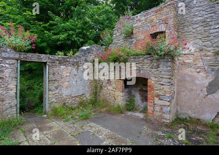 L'une des maisons en ruines, sans toit maintenant lentement et en cours de récupération par la nature dans le village abandonné de Tyneham, Dorset, England, UK Banque D'Images