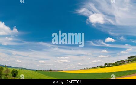 La récolte de canola field sous blue cloudy sky journée ensoleillée Banque D'Images