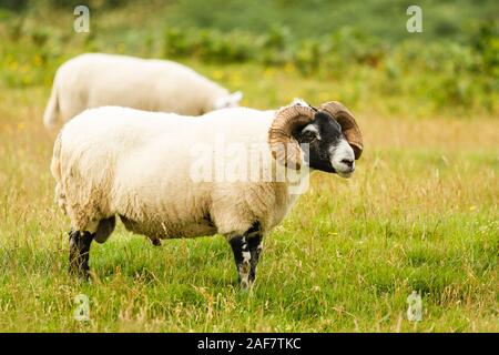 Scottish Blackface une race de moutons britanniques et l'un des plus communs se reproduit dans Royaume-uni vu à Loch Ba sur l'île de Mull en Ecosse Banque D'Images