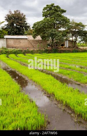 La Tanzanie. Le MTO wa Mbu. La croissance des plants de riz en pépinière avant le repiquage. Banque D'Images