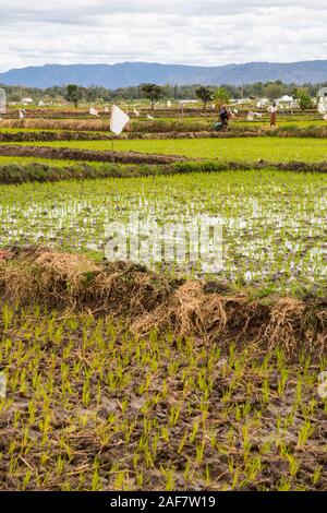 La Tanzanie. Le MTO wa Mbu. Les nouveaux semis plantés en riz paddy. Banque D'Images