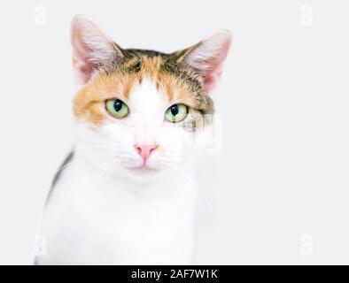 Un domestique shorthair Calico cat avec des yeux verts et un air sérieux Banque D'Images