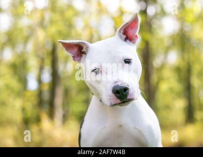 Un pit-bull terrier white mixed breed dog écoute avec une inclinaison de tête Banque D'Images