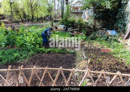 Mars, 17. 2019 : récolte dans un champ dans la Chine rurale. Shuhe, Chine Banque D'Images