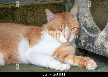 Belle rouge et blanc chat bien nourri se reposer et dormir dans la rue sous un banc en Thaïlande. se cacher de la chaleur de la rue, Close up. Banque D'Images