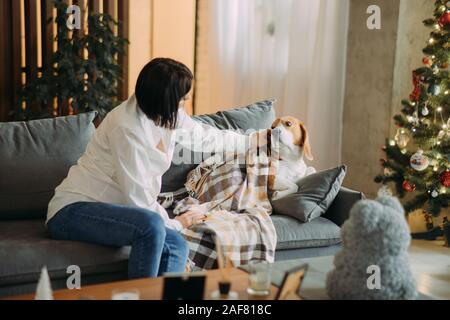Une femme assise sur un canapé à côté d'un chien beagle enveloppé dans le plaid et sur l'arrière-plan d'un arbre de Noël. Banque D'Images