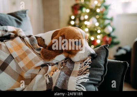 Chien Beagle se trouve sur un canapé et repose enveloppé dans un plaid sur l'arrière-plan d'un arbre de Noël. Banque D'Images