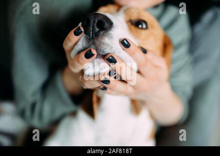 Les mains ont la muselière chien beagle. Libre. Banque D'Images