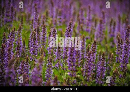 Un champ de fleurs purple sage grand, selective focus Banque D'Images