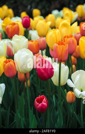 Blanc, rouge, orange et jaune dans un champ de tulipes Banque D'Images