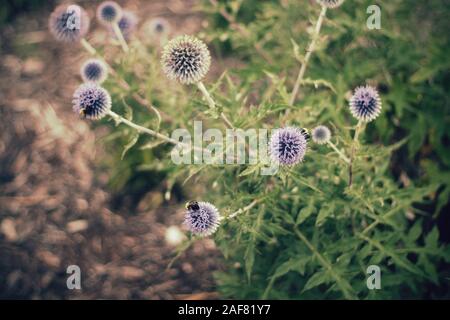 Perché sur les abeilles purple globe thistle fleurs en croissance aux côtés d'un chemin Banque D'Images