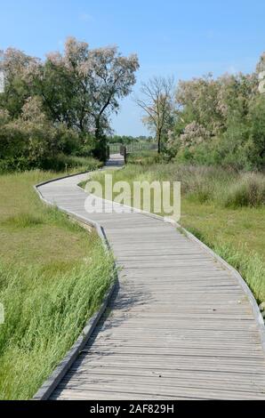 Promenade en zigzag ou relevé de passage en Camargue Marais Sentier de la réserve naturelle des zones humides et la floraison Tamaris Provence France Banque D'Images