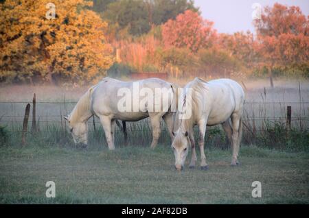 Deux chevaux blancs sur Misty matin de printemps dans la région de terres humides de Camargue, une réserve naturelle et Parc Régional de Provence, France Banque D'Images