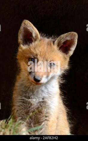 Portrait of Young Red Fox Red Fox ou Cub, Vulpes vulpes, sur le site de Fox Den Banque D'Images