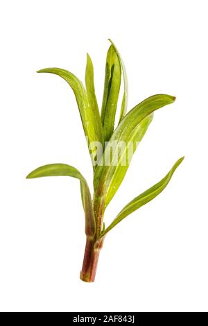 Estragon herbe épicée isolé sur fond blanc, close-up. Artemisia dracunculus Banque D'Images