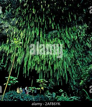 Une visite en bateau sur le Wailua River à la Fern Grotto est un des plus populaires des excursions touristiques sur l'île de Kauai à Hawaii, USA. La destination est une caverne de lave qui dispose de temps kupukupu vert fougères qui pendait au-dessus. De nos jours la fougère n'est pas aussi impressionnant que dans cette photographie de 1980 parce qu'un grand nombre de plantes de longues ont été arrachés à la grotte rocheuse pendant l'Ouragan Iniki en 1992. En outre, les fortes pluies de 2006 a causé des rochers et des plantes à l'automne de la grotte au plafond. Contrairement aux touristes qu'on voit ici, les visiteurs ne sont plus autorisés à l'intérieur de la grotte pour des raisons de sécurité Banque D'Images