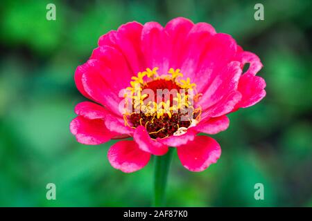 Une fleur mixte rose Zinnia elegans Molotov Banque D'Images