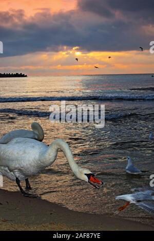 Troupeau de cygnes à sandy beach contre ciel spectaculaire lever du soleil Banque D'Images