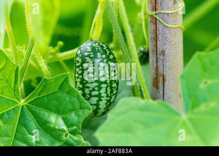 Le fruit d'un cucamelon (Melothria scabra) croissant sur la vigne Banque D'Images