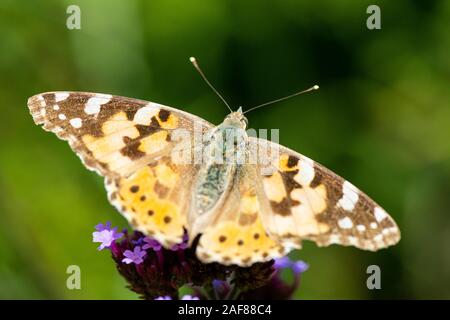 Un papillon belle dame (Vanessa cardui) sur les fleurs d'un pourpre (Verbena bonariensis) Banque D'Images