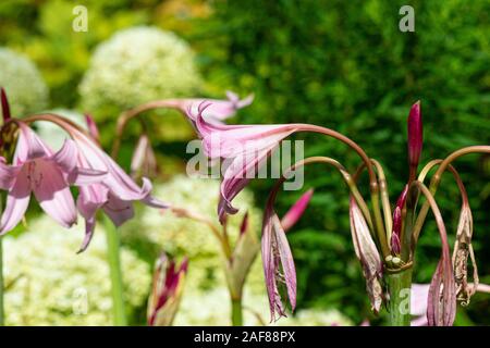 La lumière en forme de trompette de fleurs rose Powell's swamp lily (Crinum x powellii) Banque D'Images