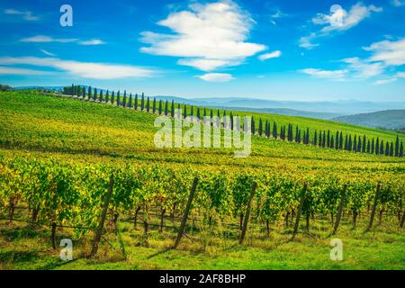 Vignoble du Chianti et panorama cyprès ligne dans l'automne. Castelnuovo Berardenga, Toscane, Italie, Europe. Banque D'Images