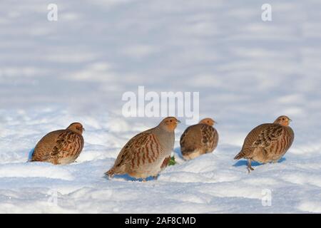 Perdrix grise Perdix perdix covey dans la neige Banque D'Images