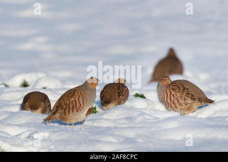 Perdrix grise Perdix perdix covey dans la neige Banque D'Images