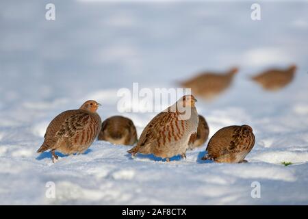 Perdrix grise Perdix perdix covey dans la neige Banque D'Images