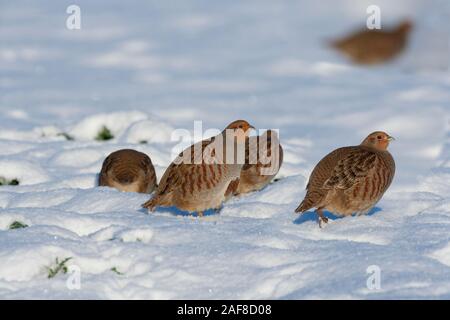 Perdrix grise Perdix perdix covey dans la neige Banque D'Images