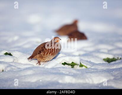 Perdrix grise Perdix perdix covey dans la neige Banque D'Images