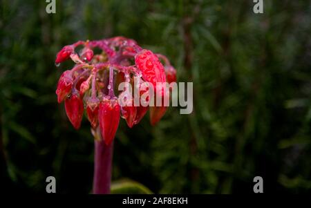 Les fleurs rouges de succulentes après la pluie Banque D'Images