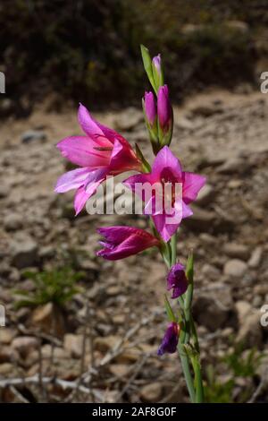 Glaïeul (gladiolus illyricus sauvages) originaire de la Méditerranée de plus en plus prés herbeux, pierreux et dans entre garrigue. Banque D'Images