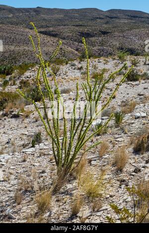 Big Bend National Park, Texas. La société (Fouquieria splendens) dans la région de désert de Chihuahuan Environnement. Banque D'Images