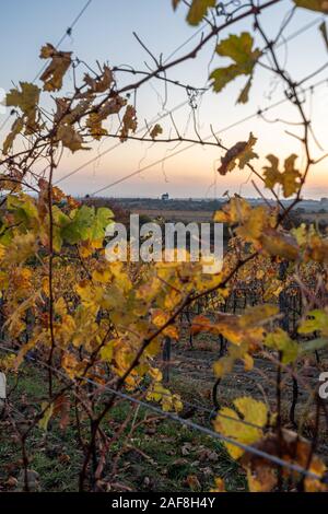 Lever du soleil dans un vignoble dans la région de Burgenland Autriche à la recherche à travers feuilles voir une chapelle Banque D'Images