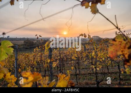 Lever du soleil dans un vignoble dans la région de Burgenland Autriche à la recherche à travers feuilles Banque D'Images