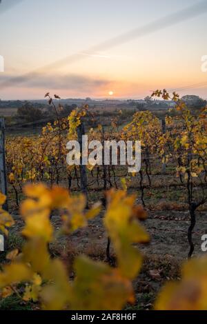 Lever du soleil dans un vignoble dans la région de Burgenland Autriche à la recherche à travers feuilles Banque D'Images