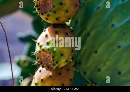 Close up pour les fruits d'Opuntia ficus-indica (figuier de Barbarie) Banque D'Images