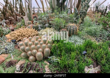 Barbican Conservatory intérieur, cactus et succulentes, des jardins intérieurs avec plantes tropicales exotiques au Barbican Centre, Londres, UK Banque D'Images