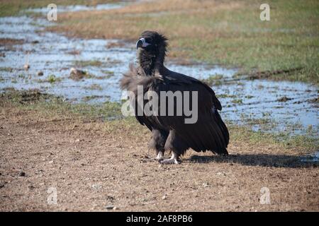 Cinereous Vulture noir de Mongolie ou Coprinus monachus Banque D'Images